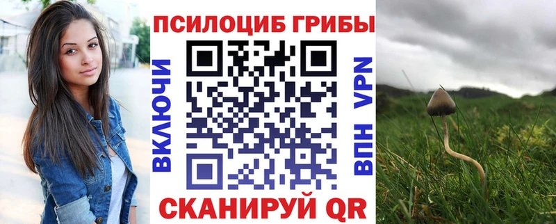 дарнет шоп  Владимир  Псилоцибиновые грибы мицелий 